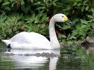 Bewick's Swan (WWT Slimbridge June 2010) - pic by Nigel Key